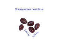 Brachycereus nesioticus.jpg